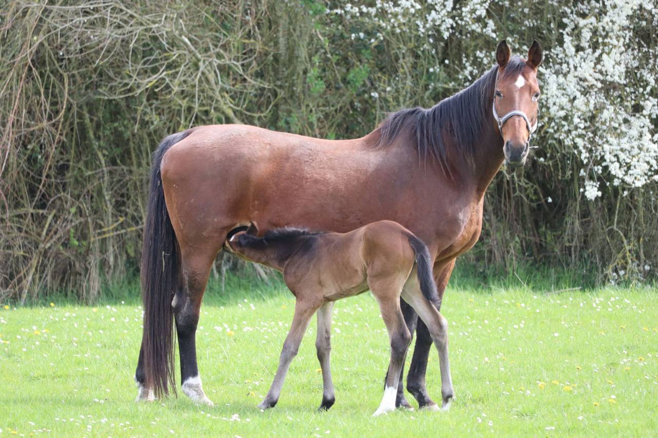 pouliche 1 an SF par ichaï de Reille 