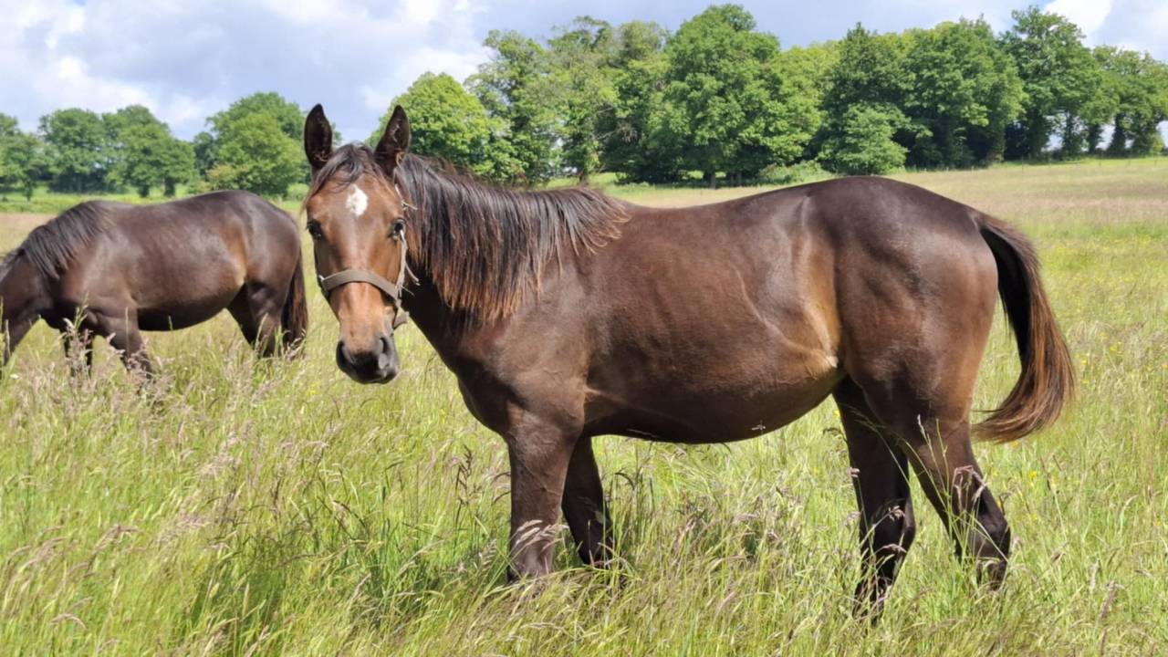 pouliche 1 an SF par ichaï de Reille 