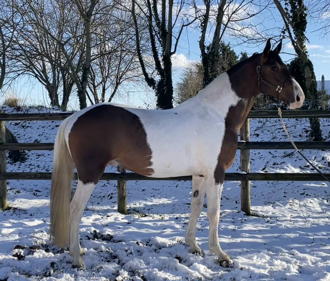 Saillie Etalon Pie JERICHO DU LAGON