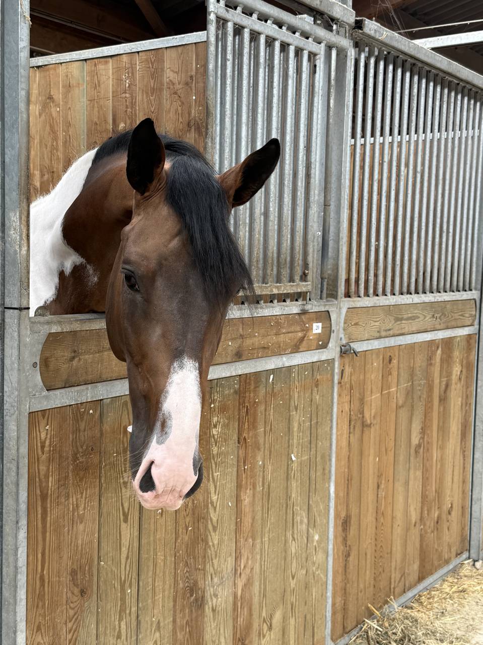 Saillie Etalon Pie JERICHO DU LAGON