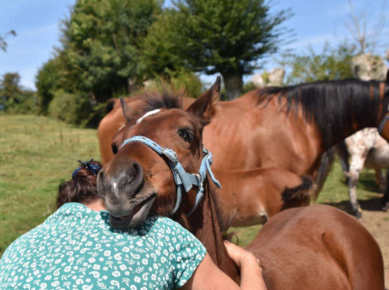 Poulain taille Poney D polyvalent & d'avenir