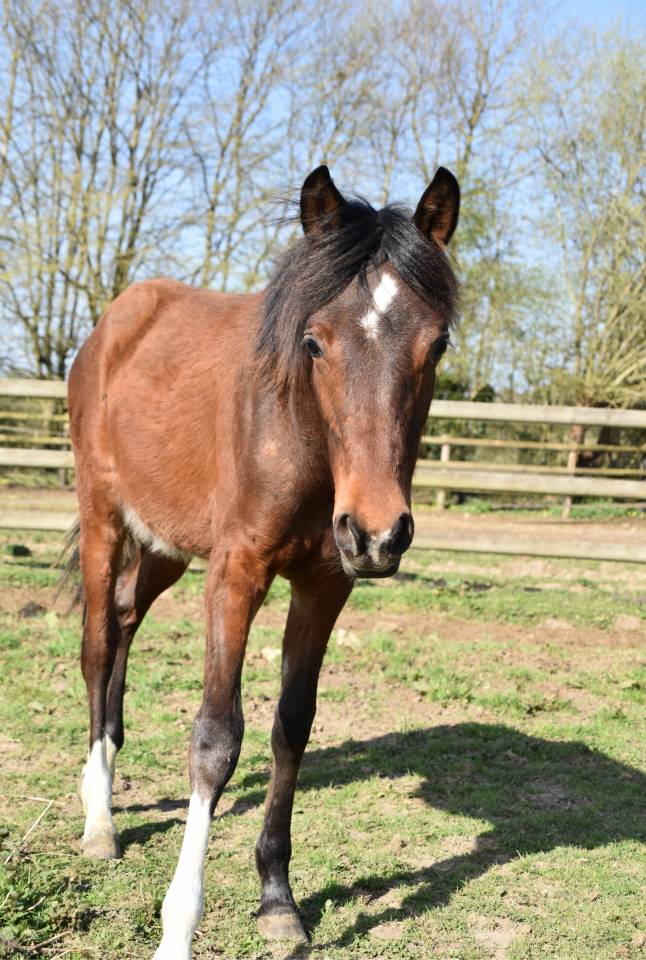 Poulain taille Poney D polyvalent & d'avenir