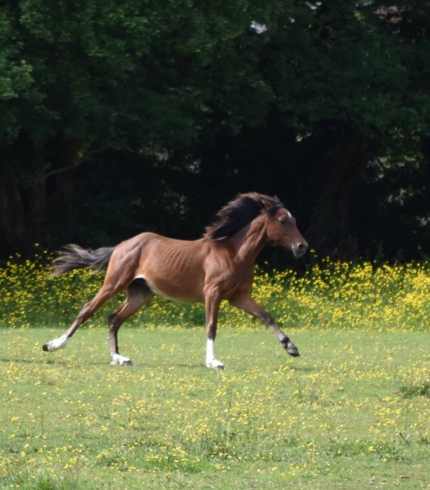 Poulain taille Poney D polyvalent & d'avenir