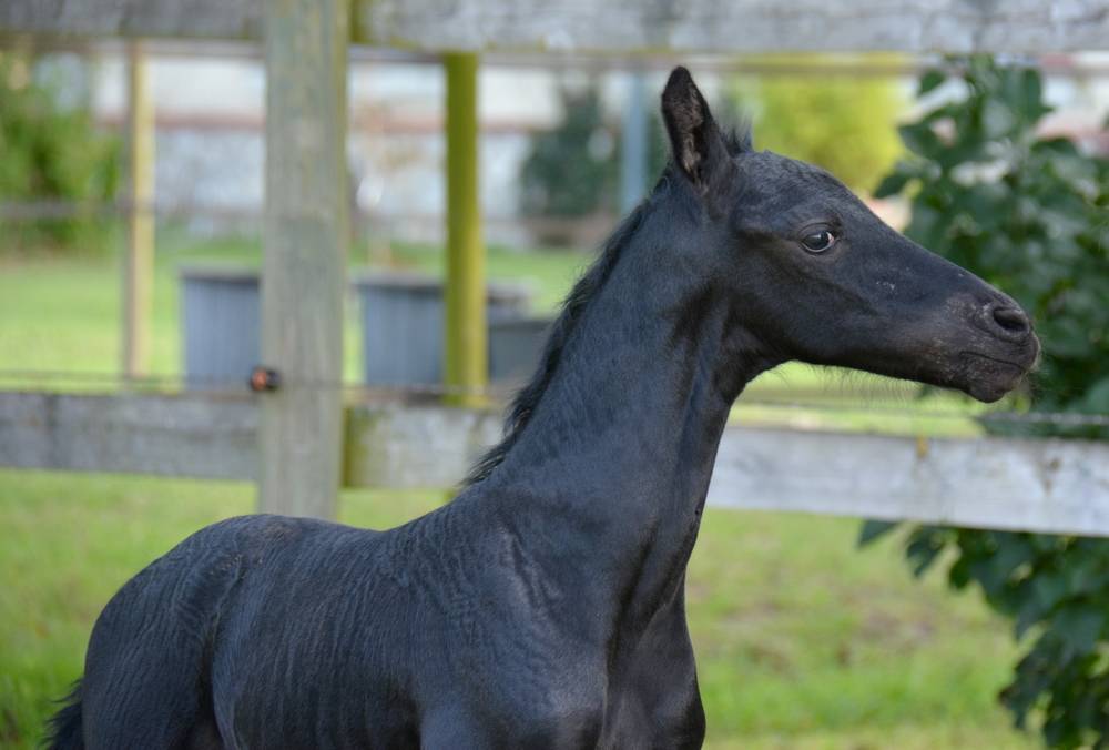 poulain mâle 1 an