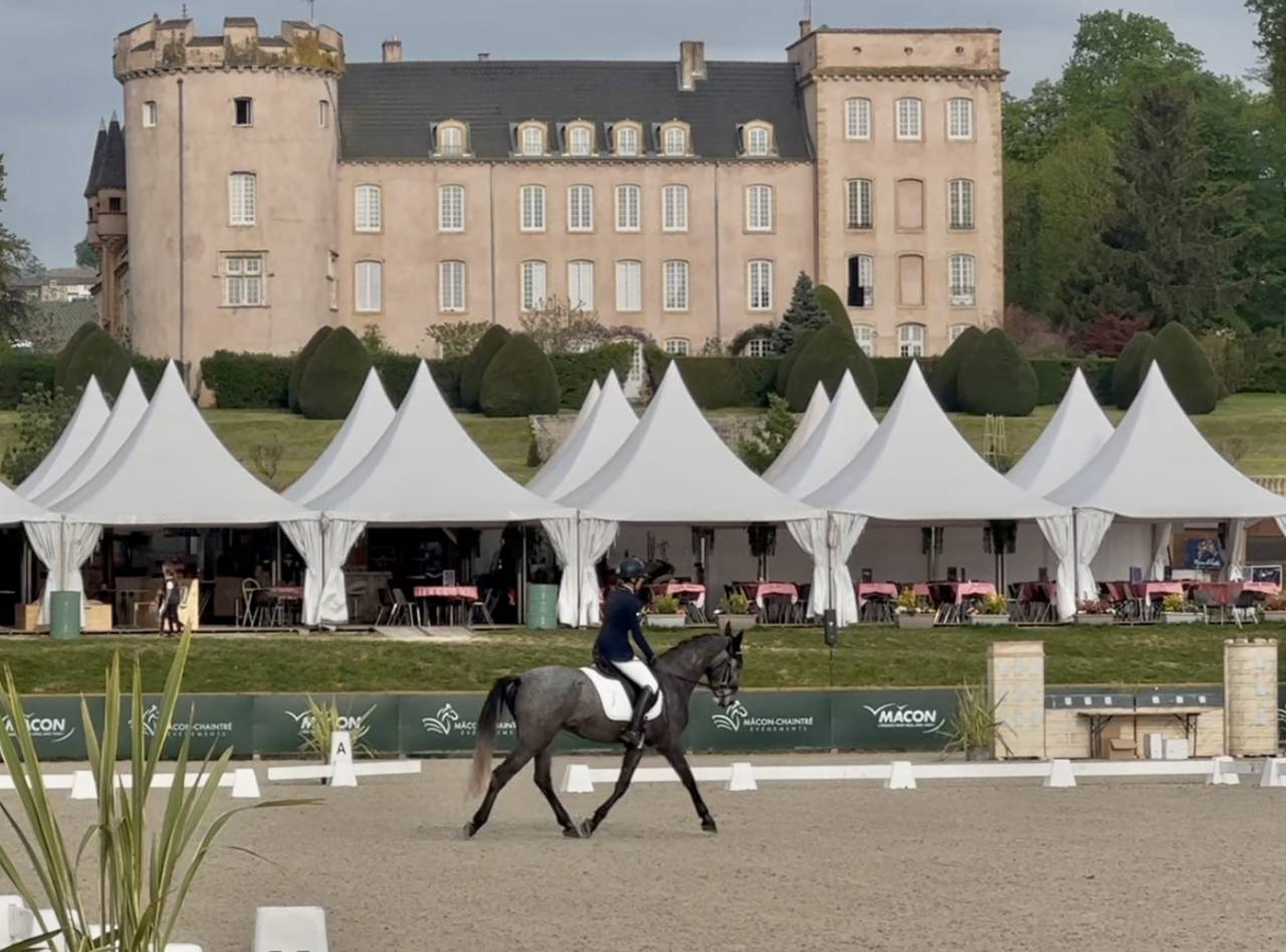 Jument dressage Croisée KWPN/lusitanienne
