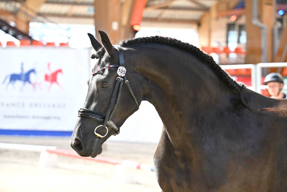 Jument frison Tara King 3 ans débourré