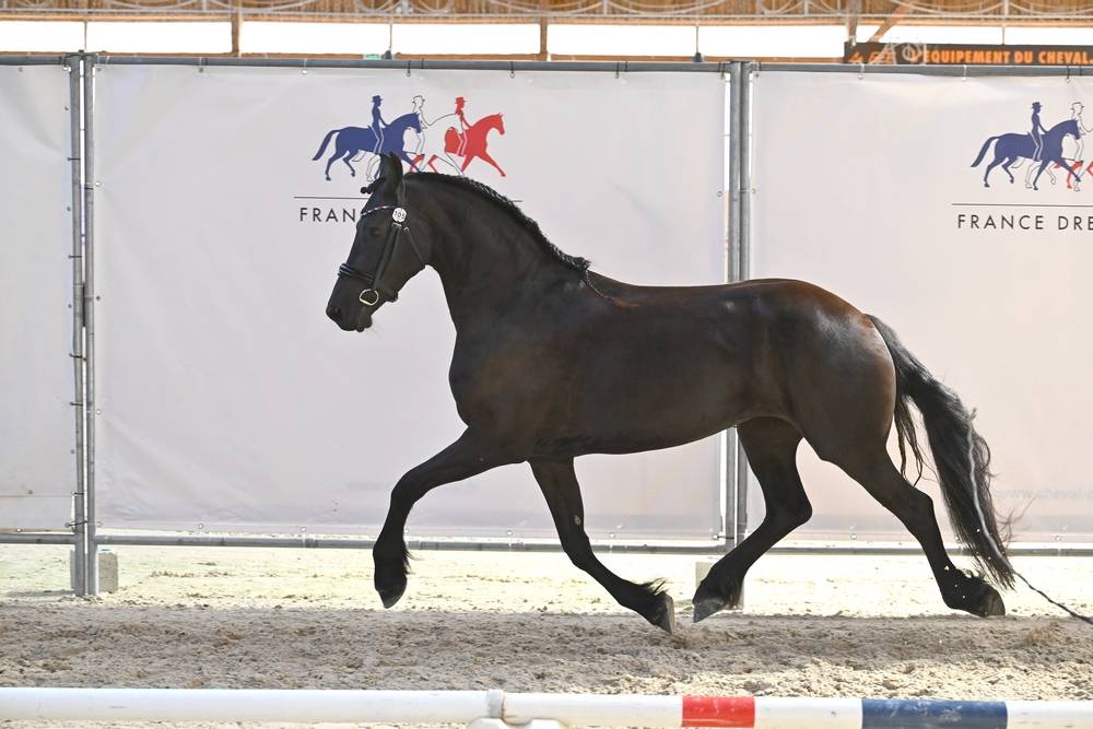 Jument frison Tara King 3 ans débourré