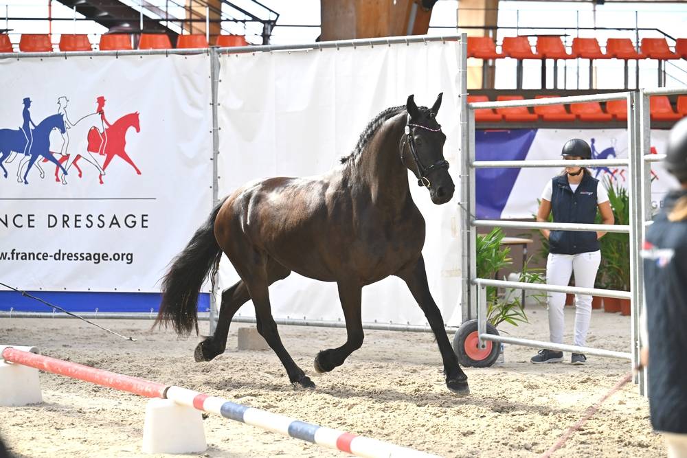 Jument frison Tara King 3 ans débourré