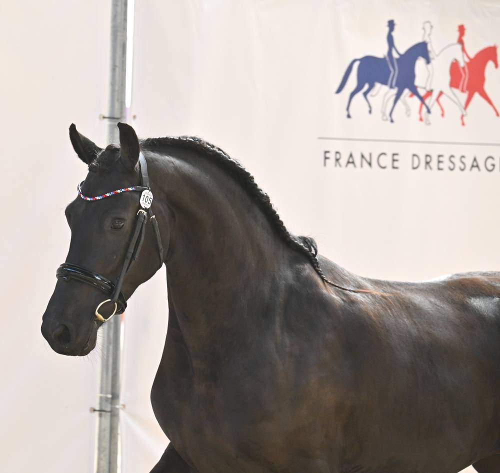 Jument frison Tara King 3 ans débourré