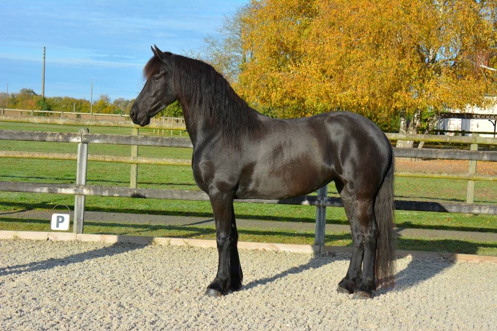Jument frison Tara King 3 ans débourré