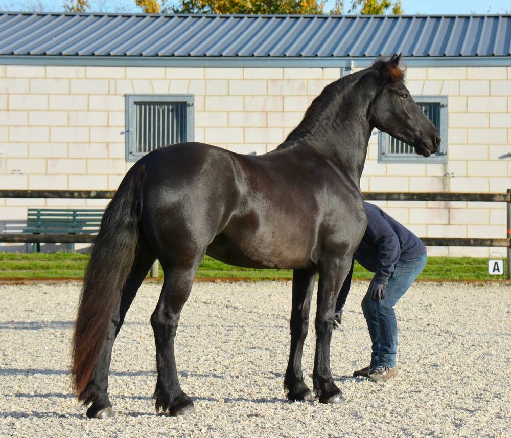 Jument frison Tara King 3 ans débourré