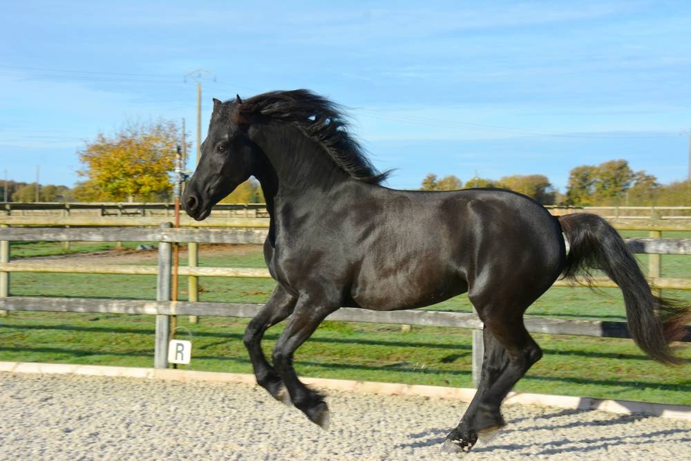 Jument frison Tara King 3 ans débourré