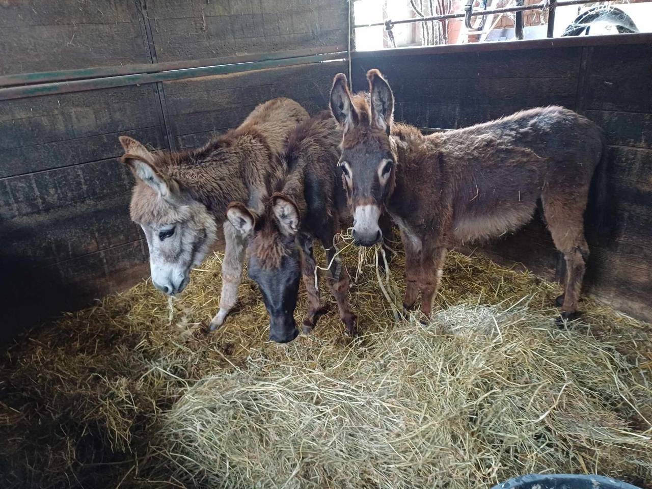 A vendre plusieurs ânes et ânesse de petit taille