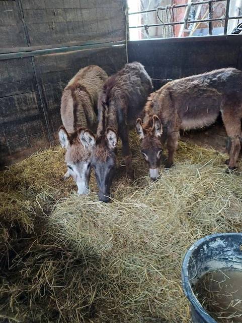 A vendre plusieurs ânes et ânesse de petit taille