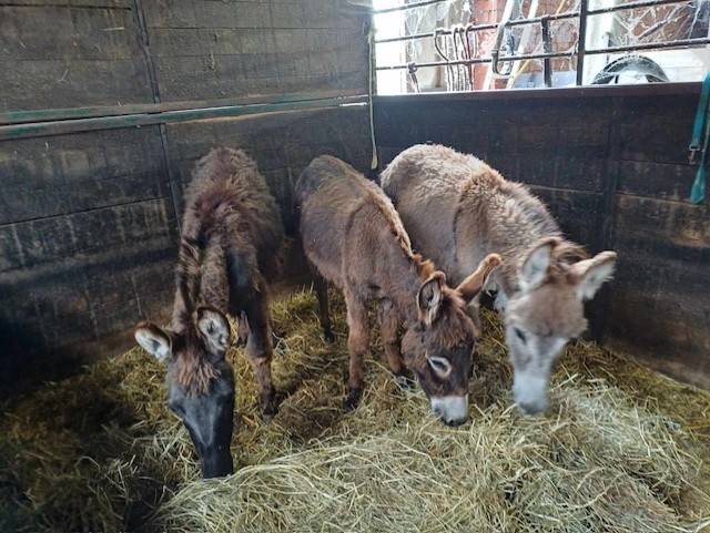 A vendre plusieurs ânes et ânesse de petit taille