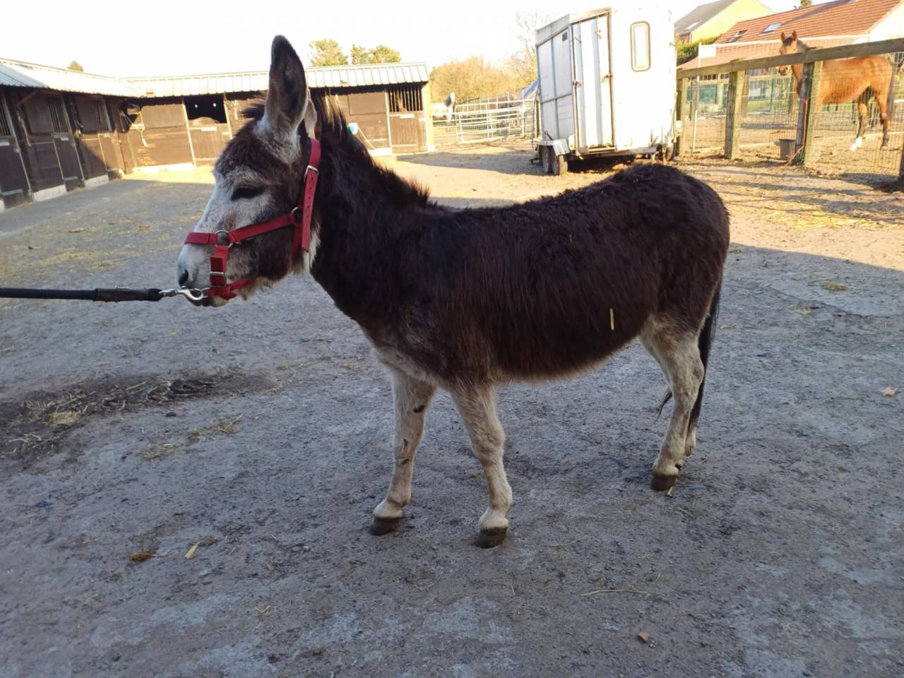 A vendre plusieurs ânes et ânesse de petit taille