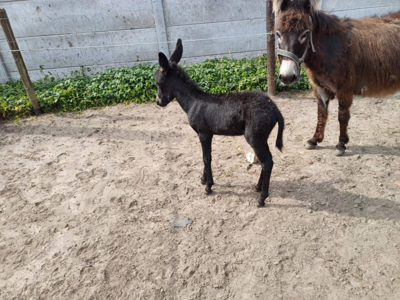A vendre plusieurs ânes et ânesse de petit taille