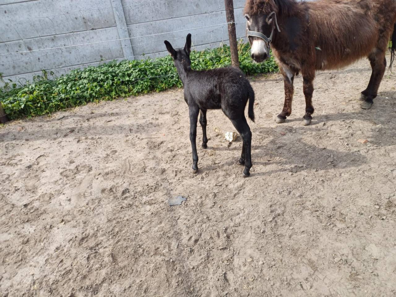 A vendre plusieurs ânes et ânesse de petit taille