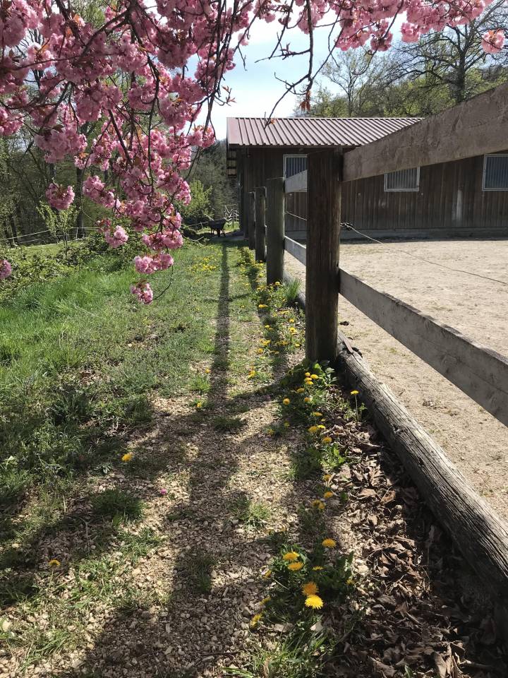 Stabulation libre pour poney