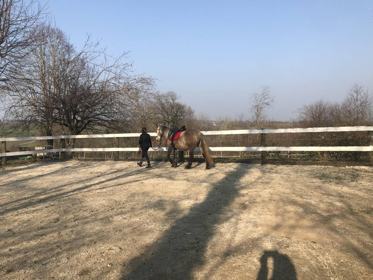 Stabulation libre pour poney