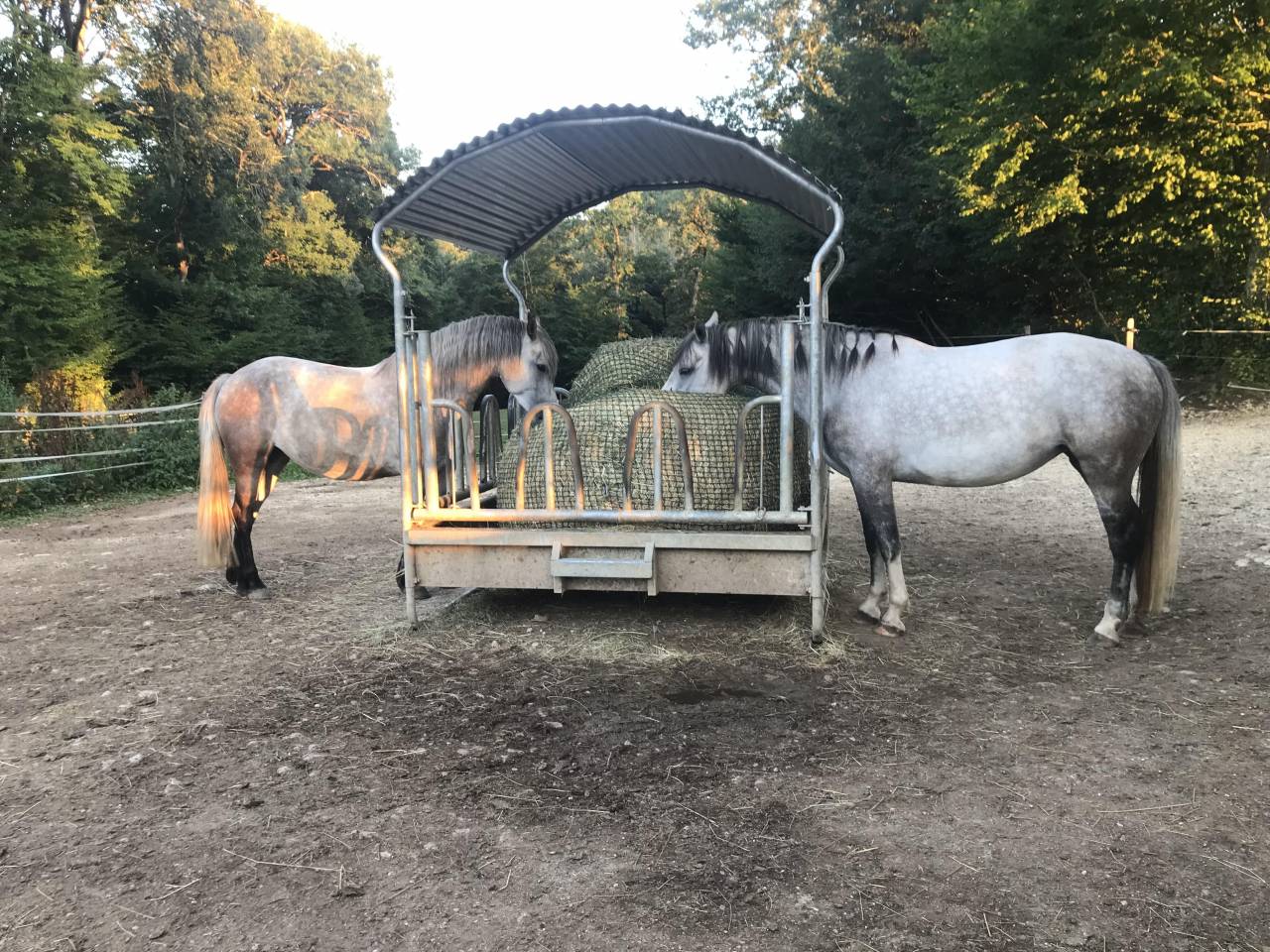 Stabulation libre pour poney