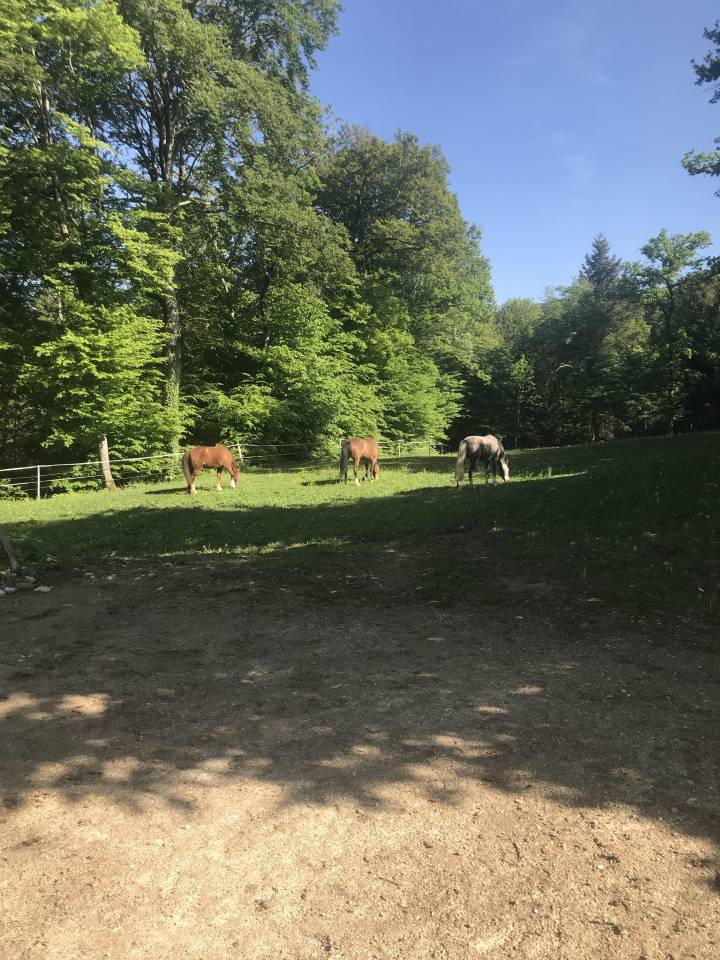 Stabulation libre pour poney