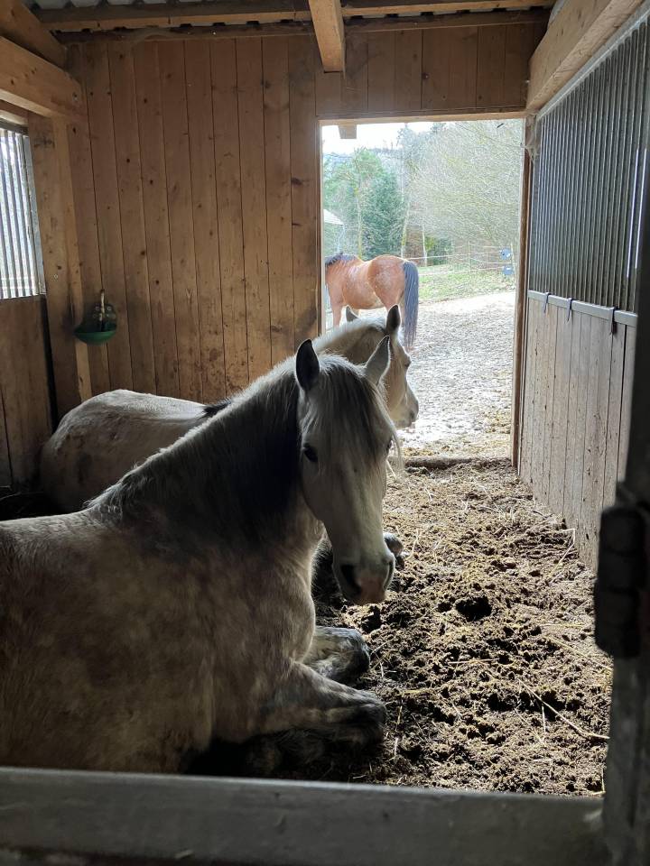 Stabulation libre pour poney
