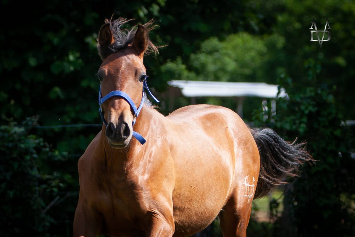 Magnifique poulain Pure Race Espagnole bai + Prl