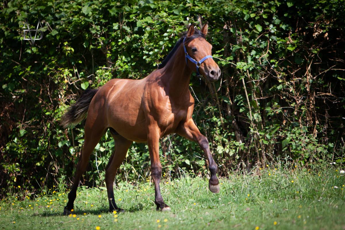 Magnifique poulain Pure Race Espagnole bai + Prl