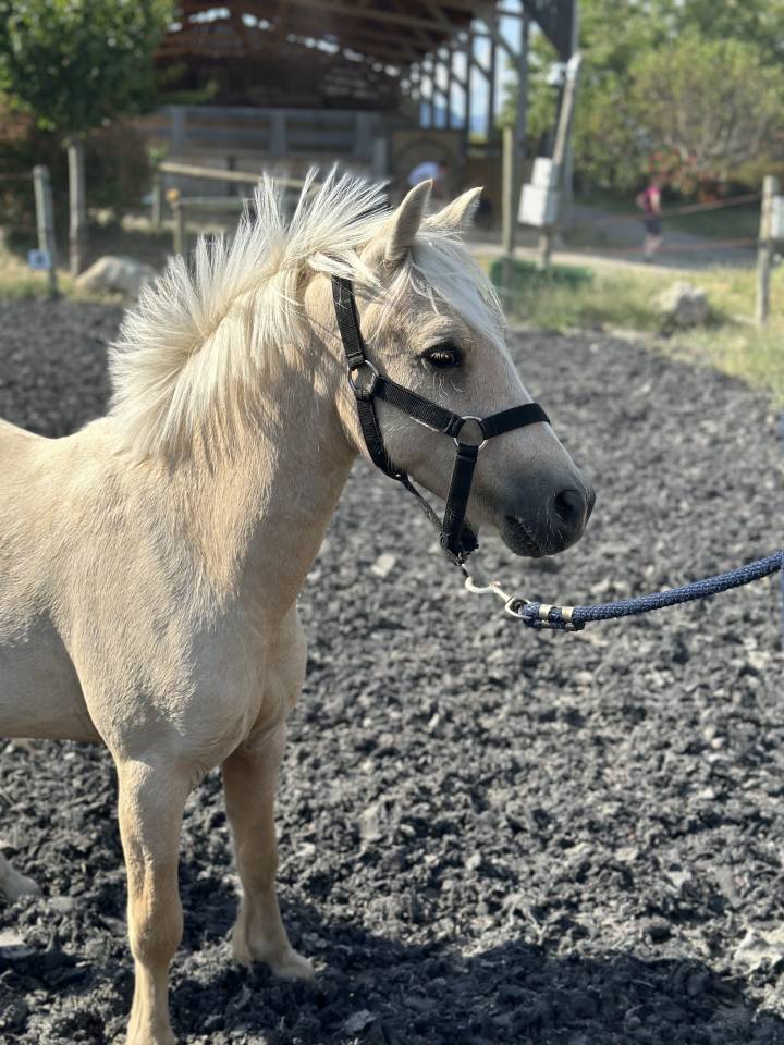 Welsh palomino
