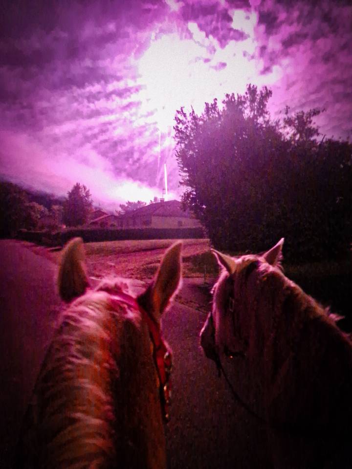 Etalon ibérique Perlino