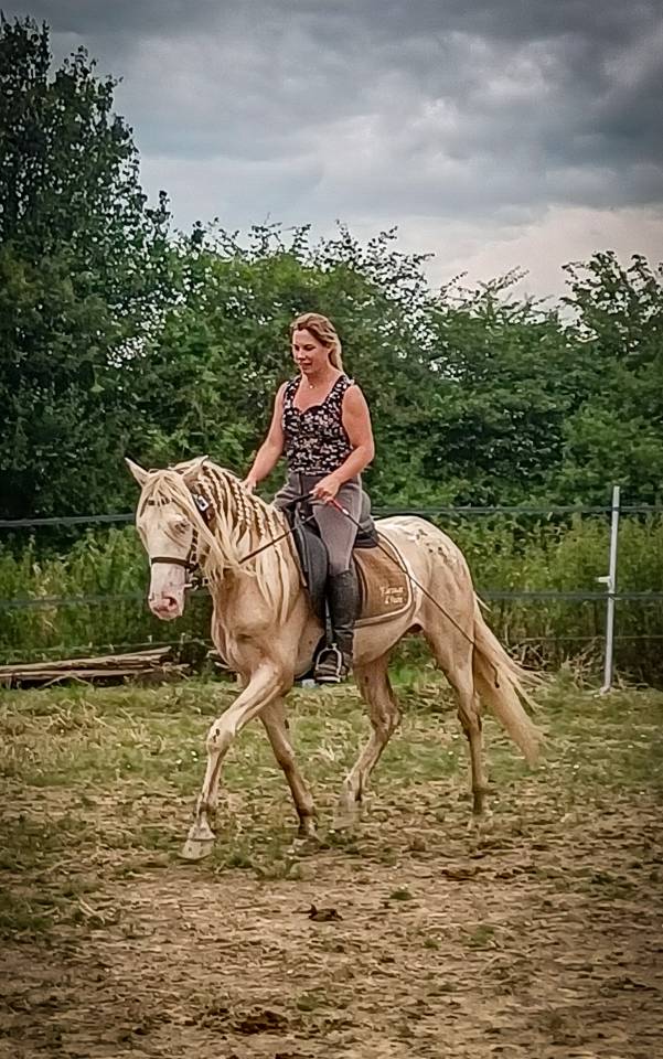 Etalon ibérique Perlino