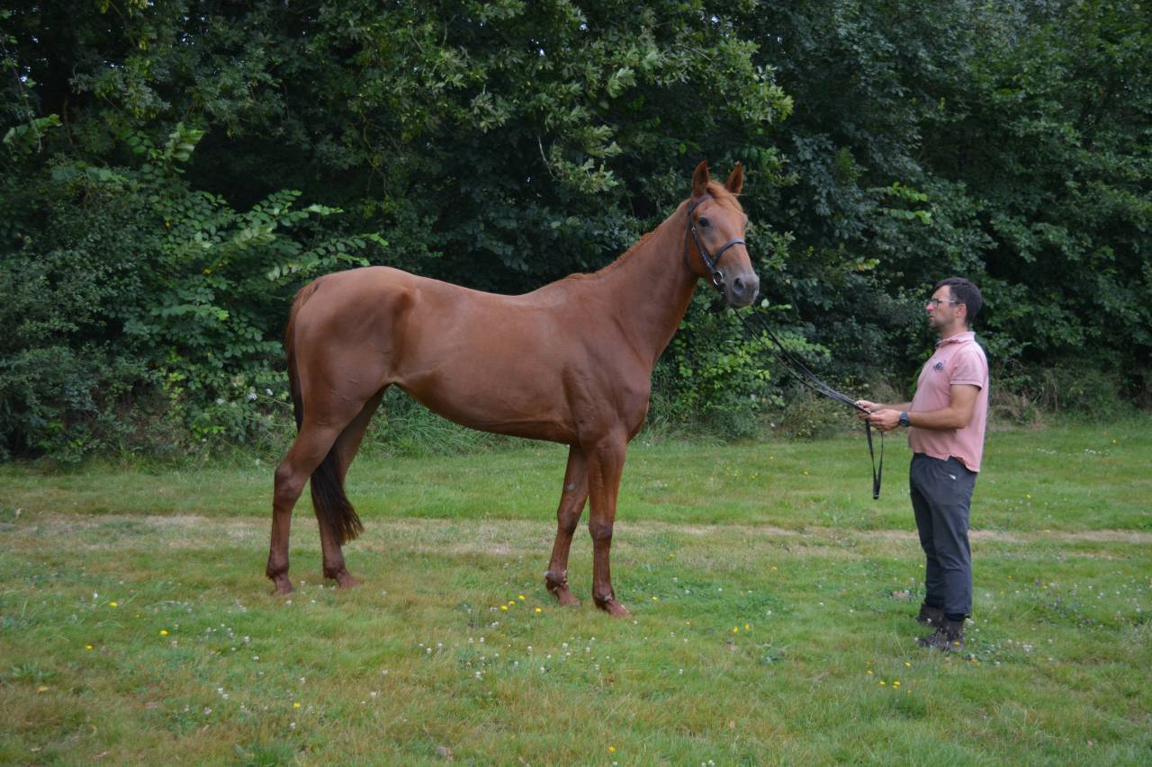 belle jument idéal  loisir 