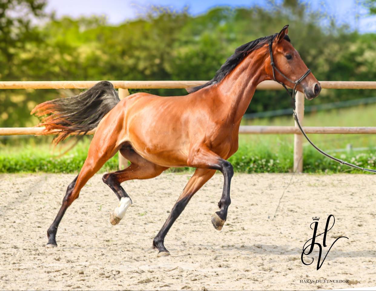Pouliche de 3 ans par Vitalis x Apache 