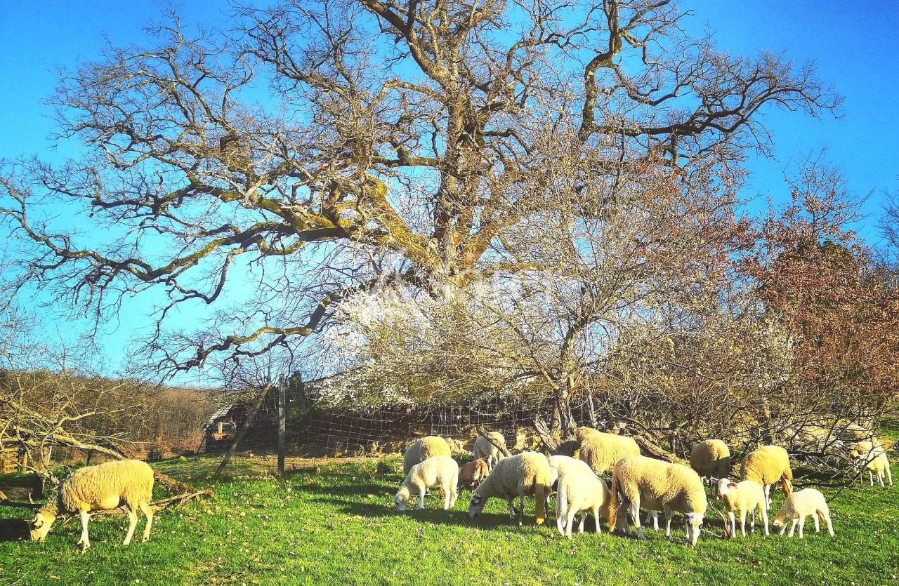 Entre Cahors et Montauban exploitation de caractère poly-éleva