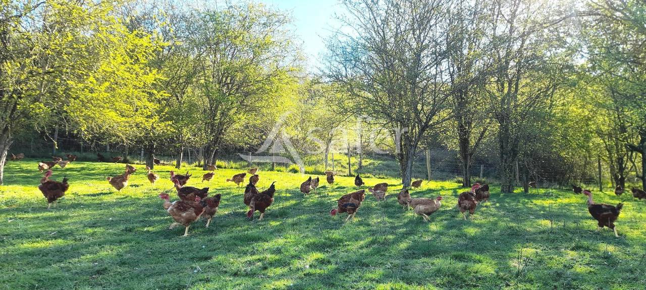 Entre Cahors et Montauban exploitation de caractère poly-éleva