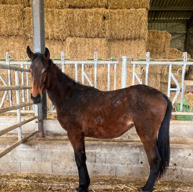 A VENDRE CHEVAL HONGRE SELLE FRANCAIS NE EN 2023