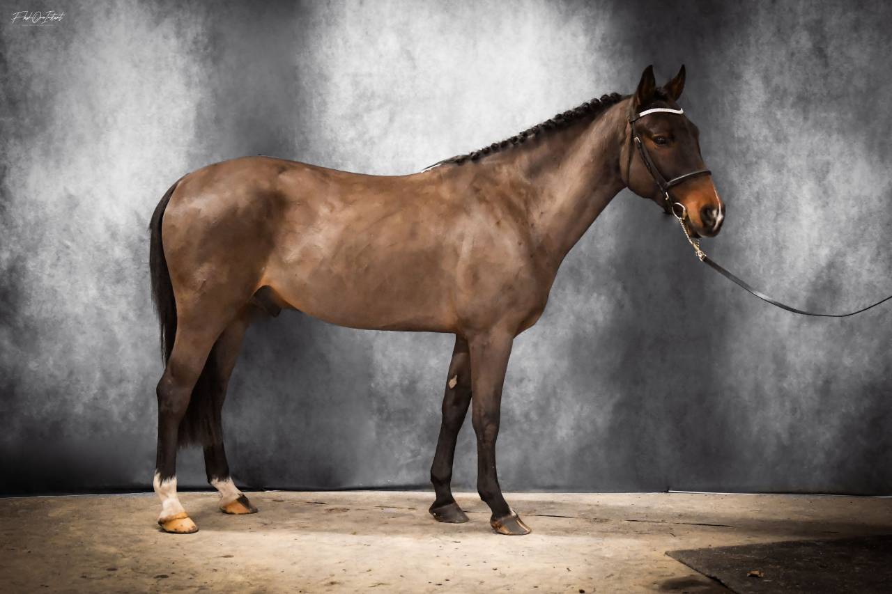 Vlashorst Arbalou Etalon Sport et Moderne