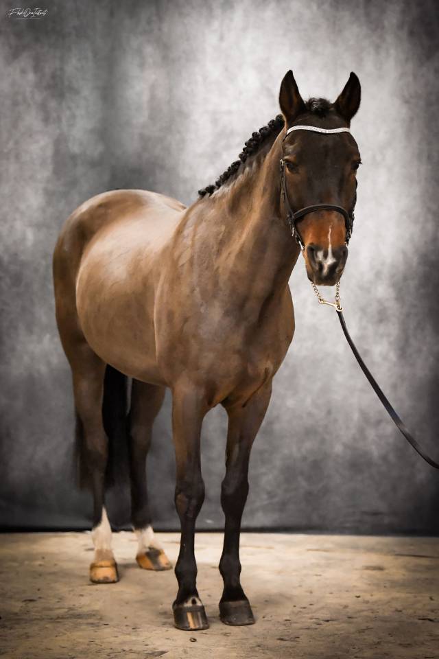 Vlashorst Arbalou Etalon Sport et Moderne