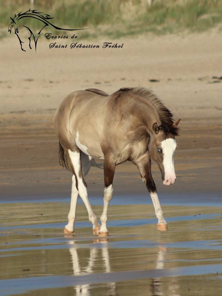 Saillie et IA &eacute;talon paint horse smocky grullo splash