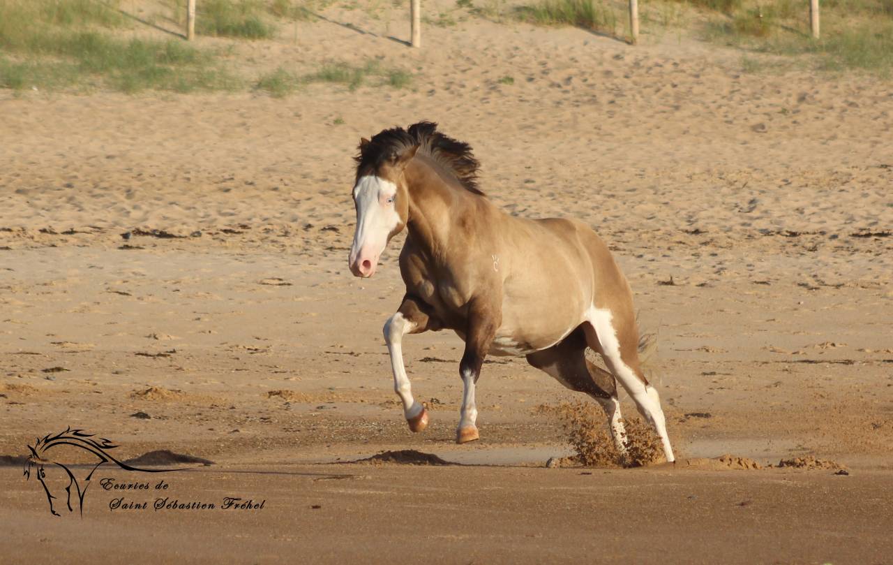 Saillie et IA &eacute;talon paint horse smocky grullo splash