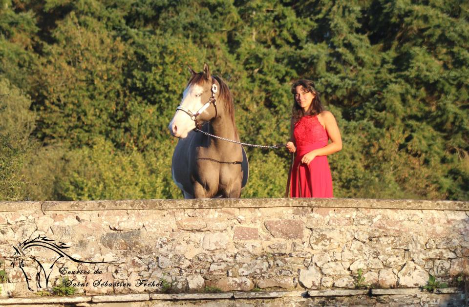 Saillie et IA &eacute;talon paint horse smocky grullo splash