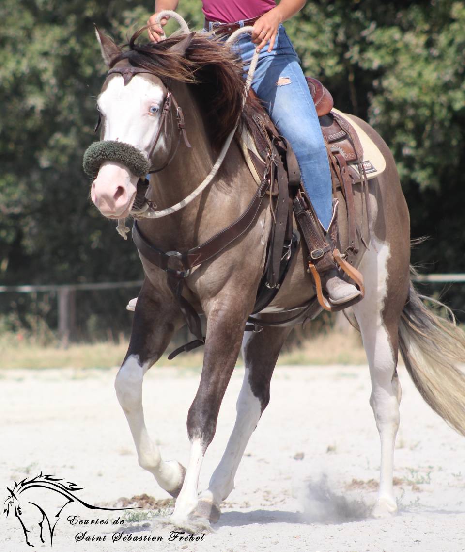 Saillie et IA &eacute;talon paint horse smocky grullo splash