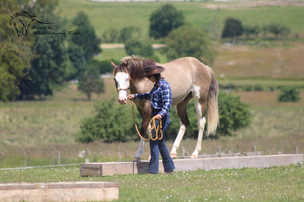 Saillie et IA &eacute;talon paint horse smocky grullo splash