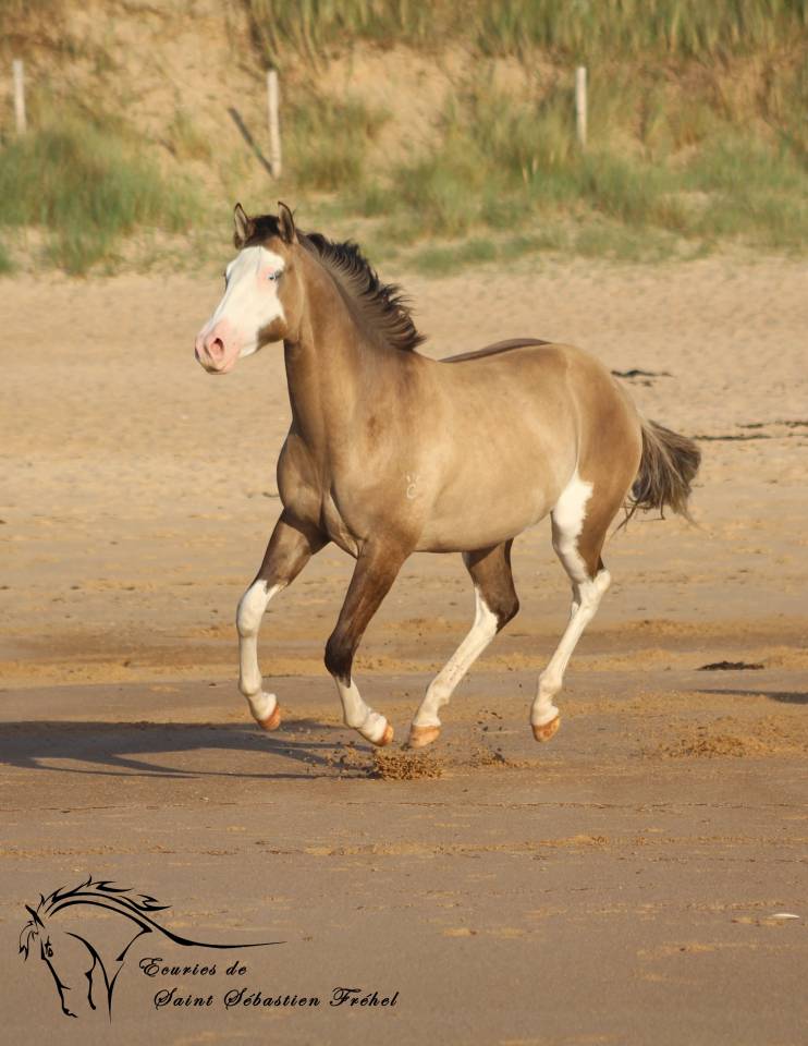 Saillie et IA &eacute;talon paint horse smocky grullo splash