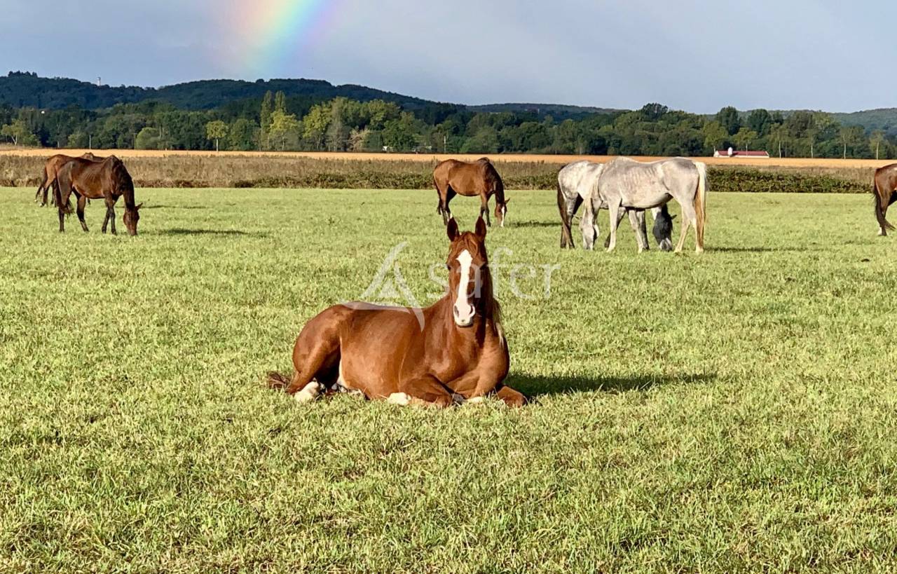 Proche Tarbes - Haras en activité