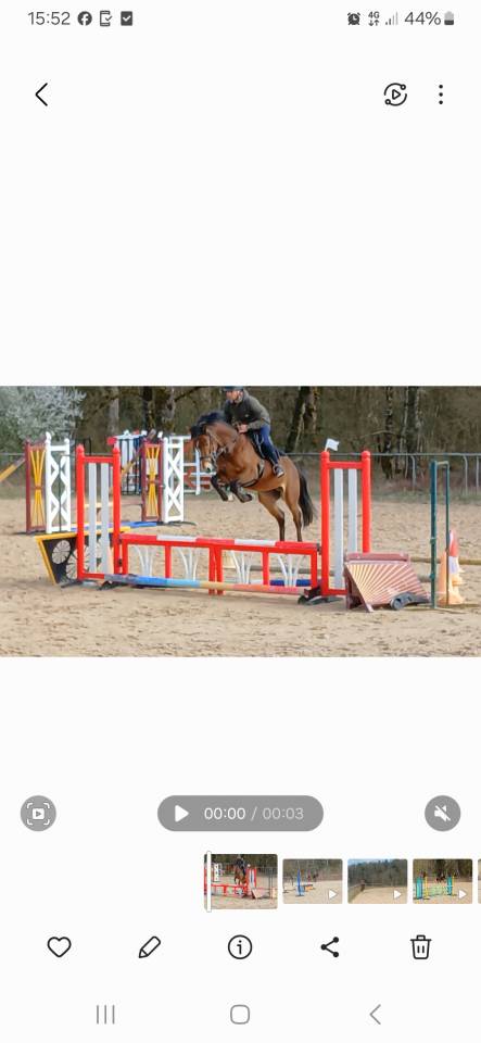 Poney 4 ans 148 Very star kerveyer X Élan de la Cour 