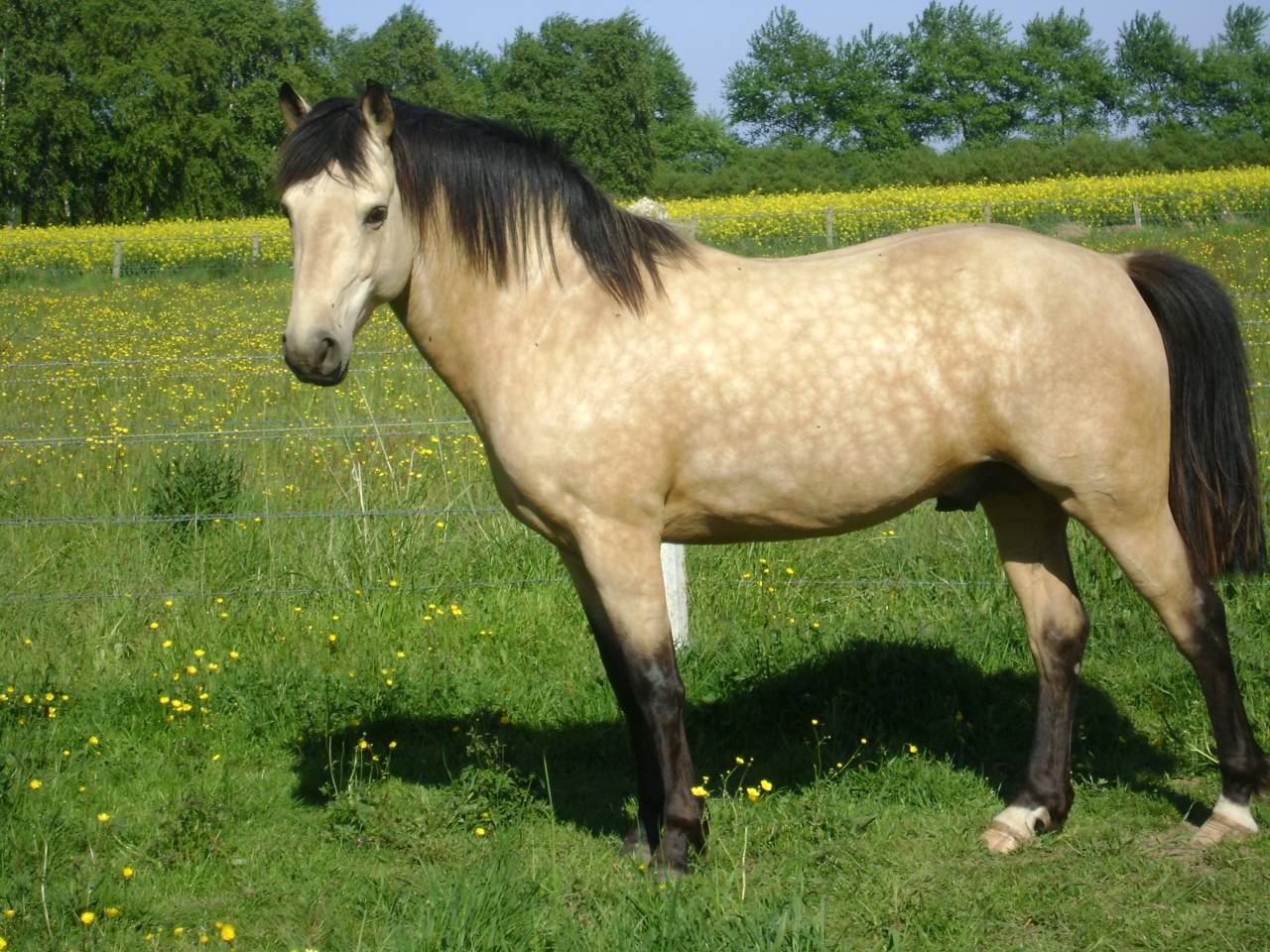 Propose ETALON pour SAILLIR ponette / jument en libert&eacute;
