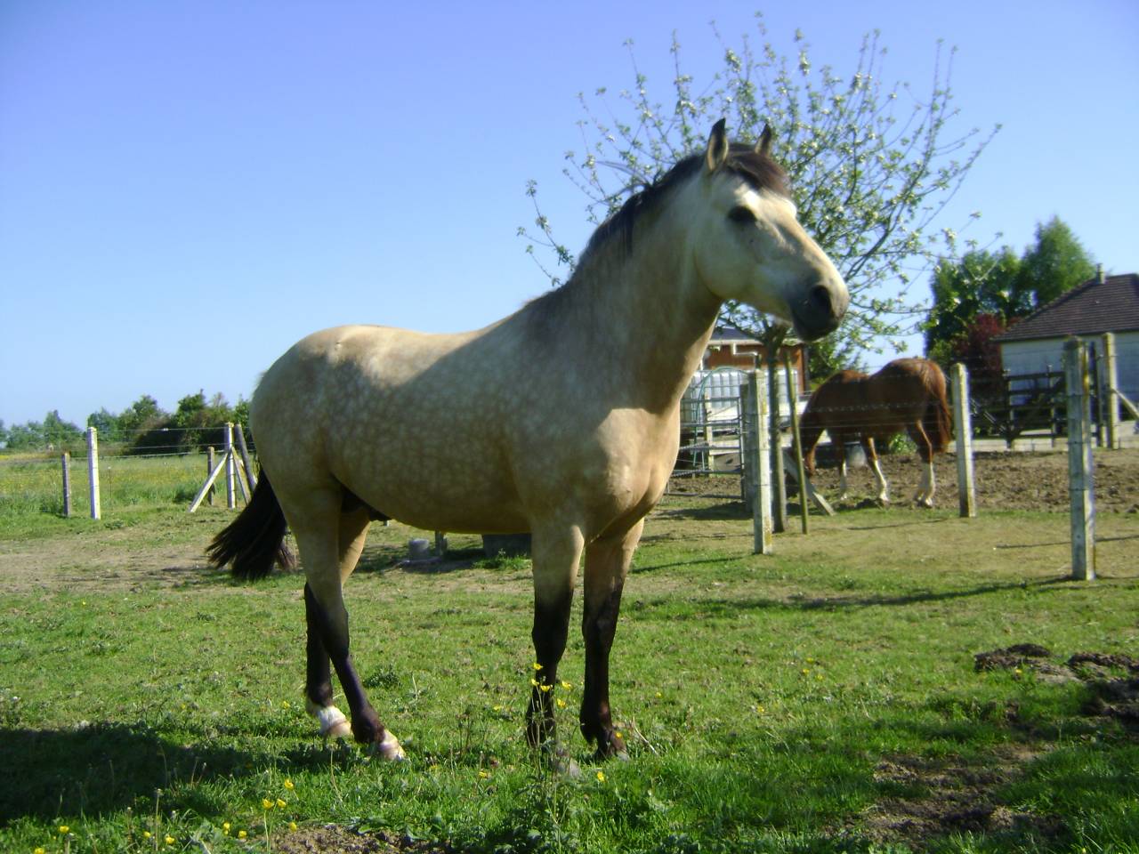 Propose ETALON pour SAILLIR ponette / jument en libert&eacute;