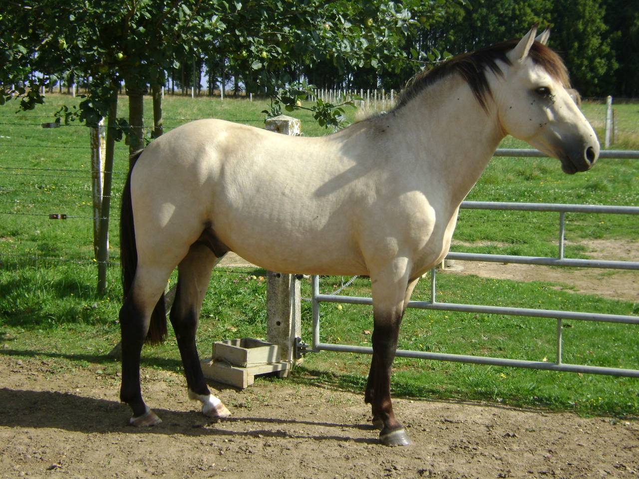 Propose ETALON pour SAILLIR ponette / jument en libert&eacute;